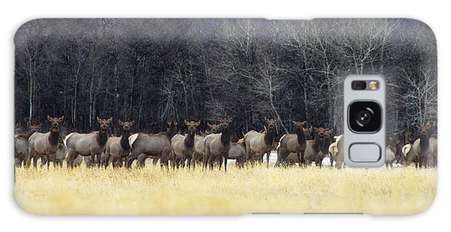 Elk Galaxy Case featuring the photograph May I Have Your Attention Please by Alyce Taylor