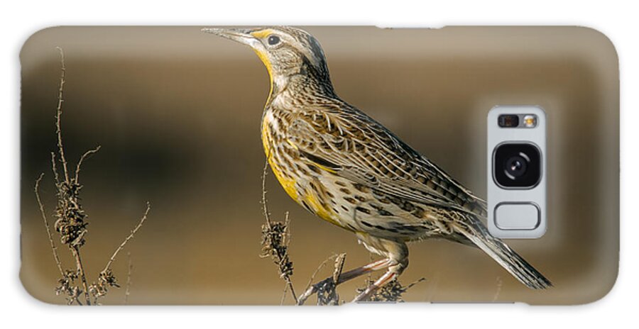 Animal Galaxy Case featuring the photograph Meadowlark On Weed by Robert Frederick
