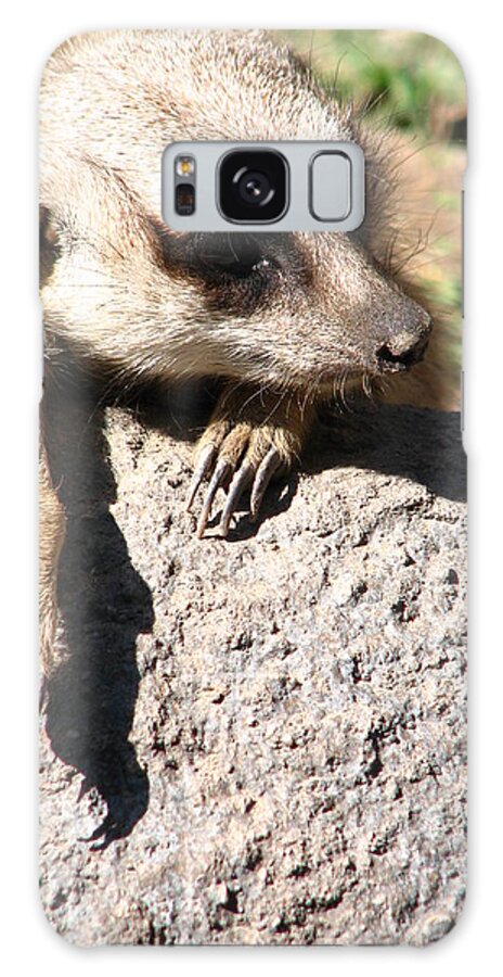 Meerkat Galaxy Case featuring the photograph Meerkat Relaxing on Rock by Cleaster Cotton