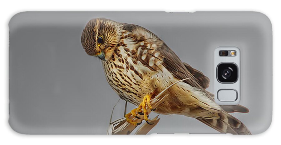 Merlin Falcon Galaxy Case featuring the photograph Merlin Falcon Searching For Prey by Sue Capuano