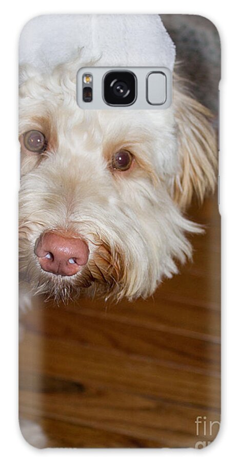 White Galaxy S8 Case featuring the photograph Merry Christmas from a Labradoodle by Sandra Clark
