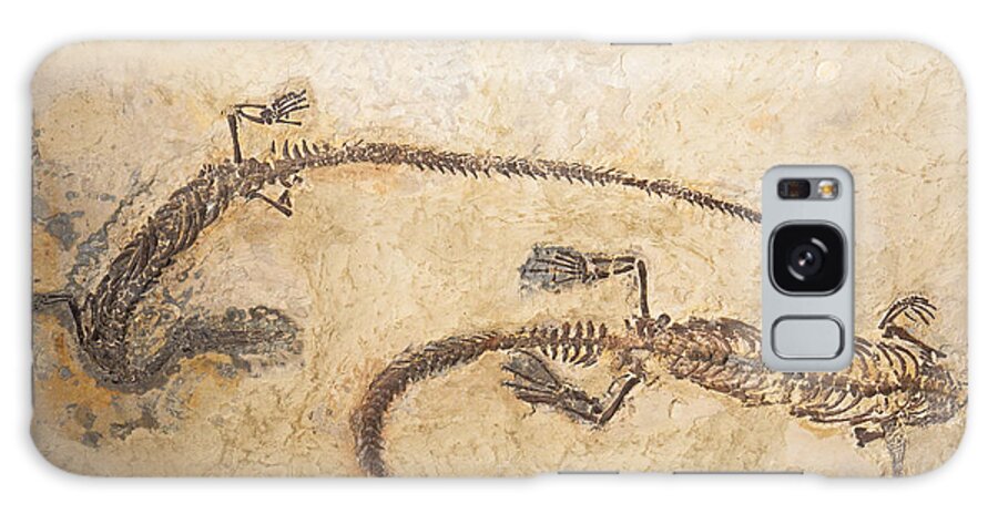 Nature Galaxy Case featuring the photograph Mesosaurus Fossils by Millard H. Sharp