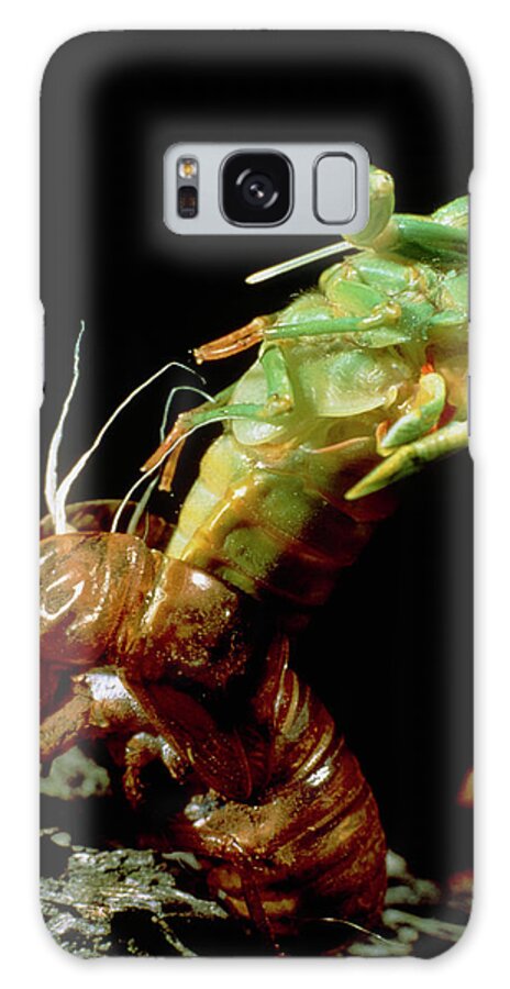 Cicada Galaxy Case featuring the photograph Metamorphosis Of The Greengrocer Cicada by Judy Davidson/science Photo Library