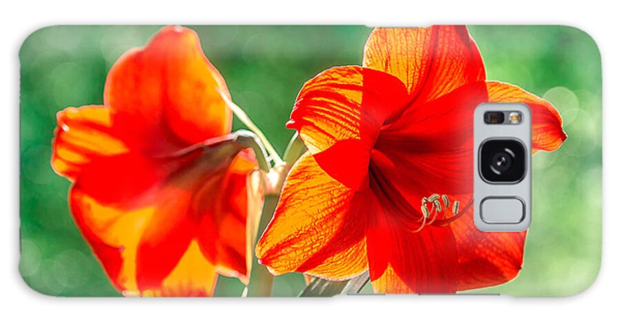 Red Amaryllis Flower Galaxy Case featuring the photograph Moms Amaryllis Flower by Mike Covington
