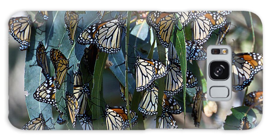 Natural Bridges Galaxy Case featuring the photograph Monarch Butterflies Natural Bridges by SC Heffner