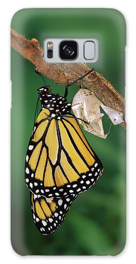 Beginning Galaxy Case featuring the photograph Monarch Butterfly Emerging by Michael Durham