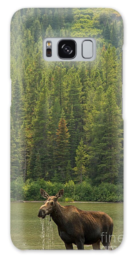 Moose Galaxy Case featuring the photograph Moose Cow in Glacier National Park II by Natural Focal Point Photography
