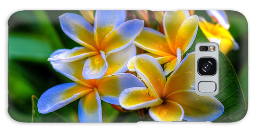 Plumerias Galaxy S8 Case featuring the photograph Morning Bloom by Kelly Wade