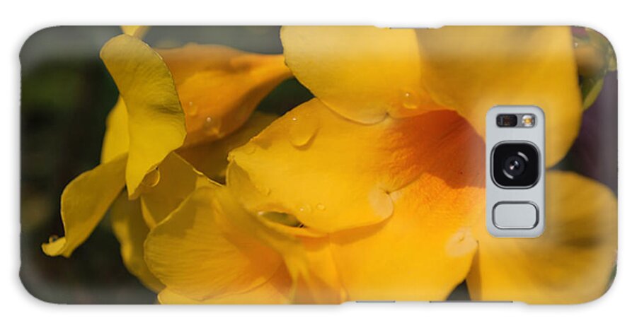 Tropic Flowers Galaxy Case featuring the photograph Morning Delight by Miguel Winterpacht