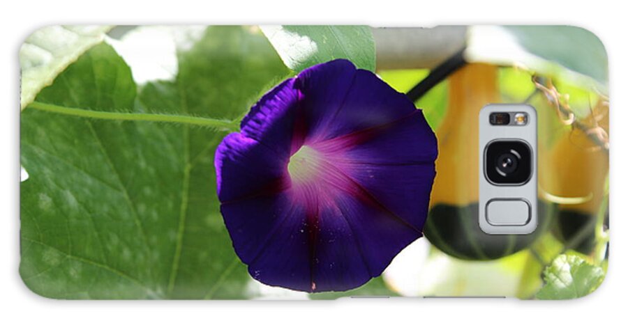 Flower Galaxy S8 Case featuring the photograph Morning Glory by John Mathews