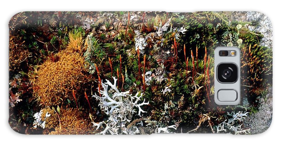 Wall Top Habitat. Galaxy Case featuring the photograph Moss And Lichens by Bob Gibbons/science Photo Library
