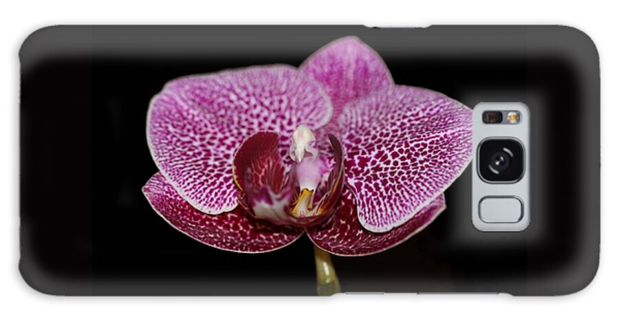 Orchid Galaxy Case featuring the photograph Moth Orchid by Andrea Lazar