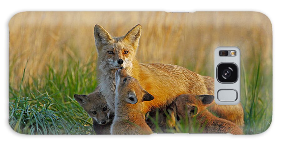 Fox Galaxy Case featuring the photograph Mother Fox and Kits by William Jobes