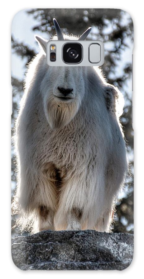 Mountain Goat Galaxy Case featuring the photograph Mountain Goat by Pat Moore