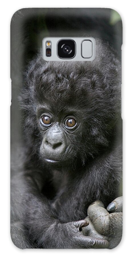 Mp Galaxy Case featuring the photograph Mountain Gorilla Infant by Suzi Eszterhas