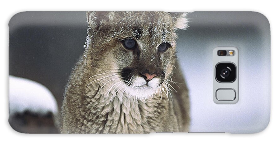 Feb0514 Galaxy Case featuring the photograph Mountain Lion Cub In Snow Montana by Tim Fitzharris