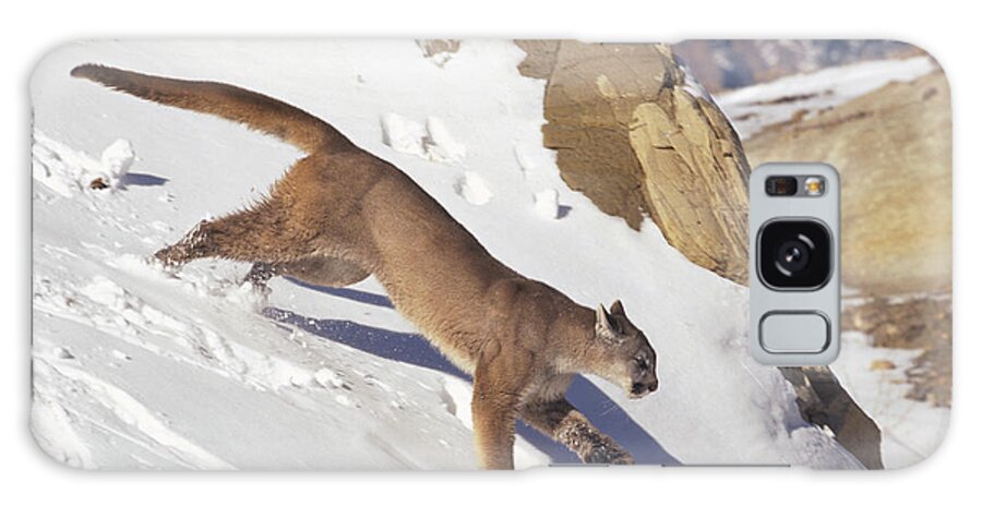 00191477 Galaxy Case featuring the photograph Mountain Lion Running in Snow by Konrad Wothe