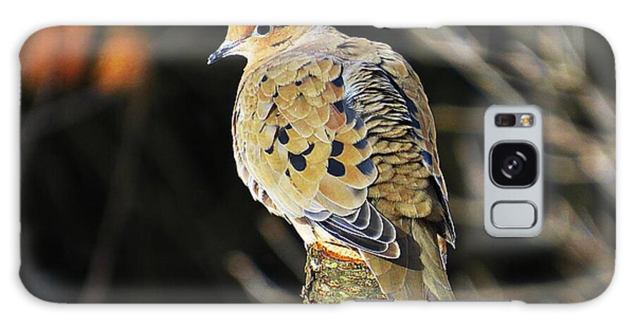 Mourning Dove Galaxy Case featuring the photograph Mourning Dove on Post by MTBobbins Photography