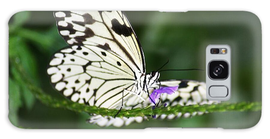 Butterflies On Flower Galaxy Case featuring the photograph Mr. B by Mary Lou Chmura