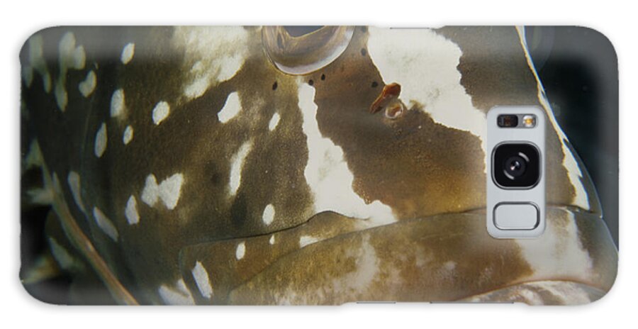 Art Galaxy Case featuring the photograph Mr. Grouper by Sandra Edwards