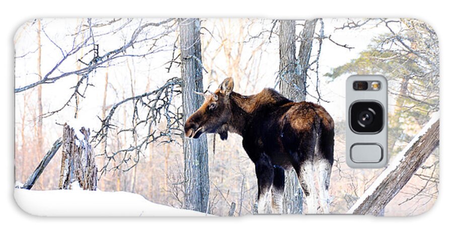 Moose Galaxy S8 Case featuring the photograph Mr. Moose by Cheryl Baxter