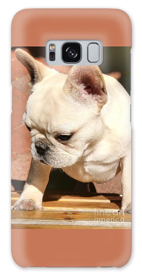 Ms Galaxy Case featuring the photograph French Bulldog Ms Quiggly by Tap On Photo