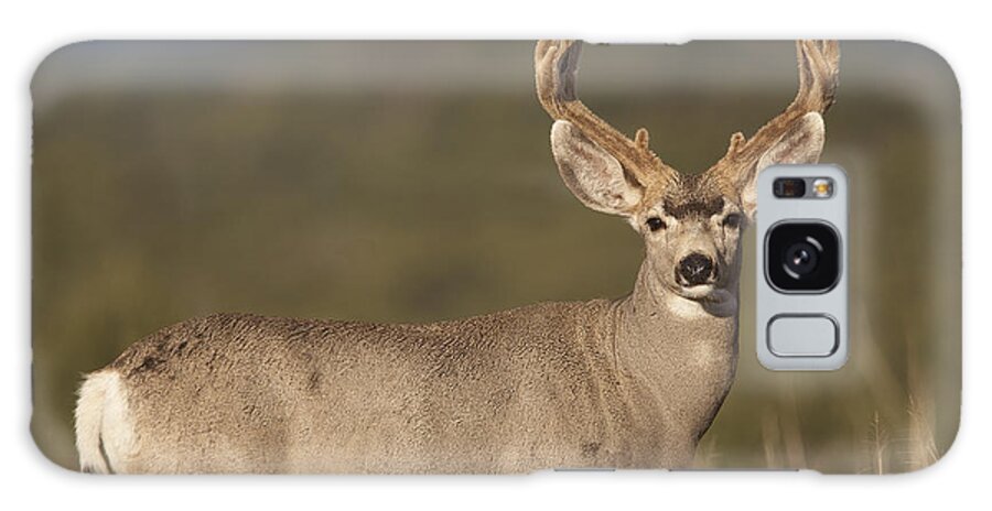 00176098 Galaxy Case featuring the photograph Mule Deer Buck In Dry Grass by Tim Fitzharris
