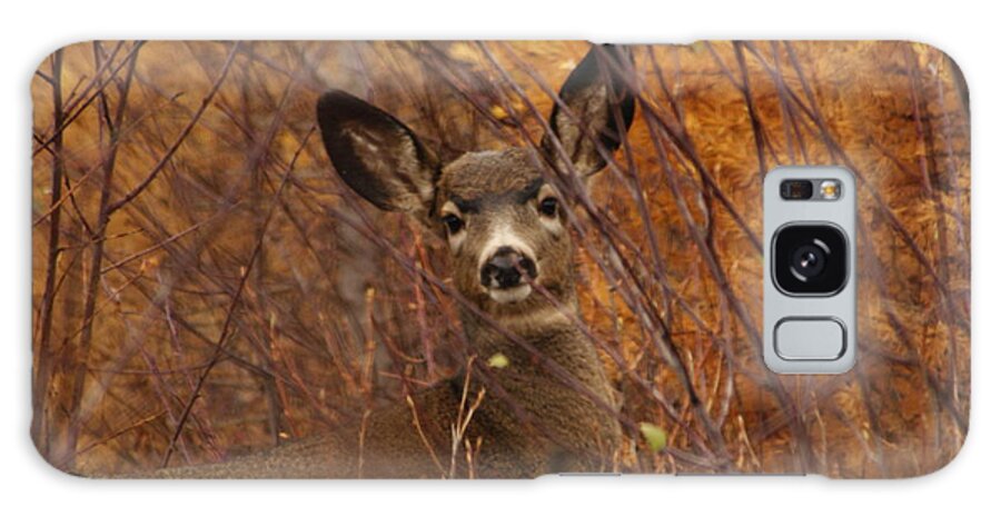Deer Galaxy Case featuring the photograph Mule Deer Doe by Loni Collins