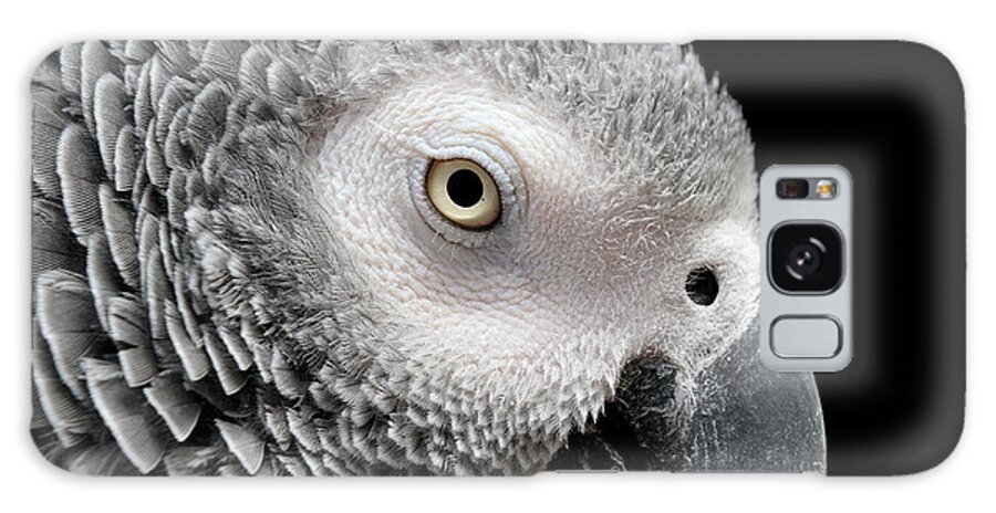 African Grey Parrot Galaxy Case featuring the photograph My Name is Bogie by Betty LaRue