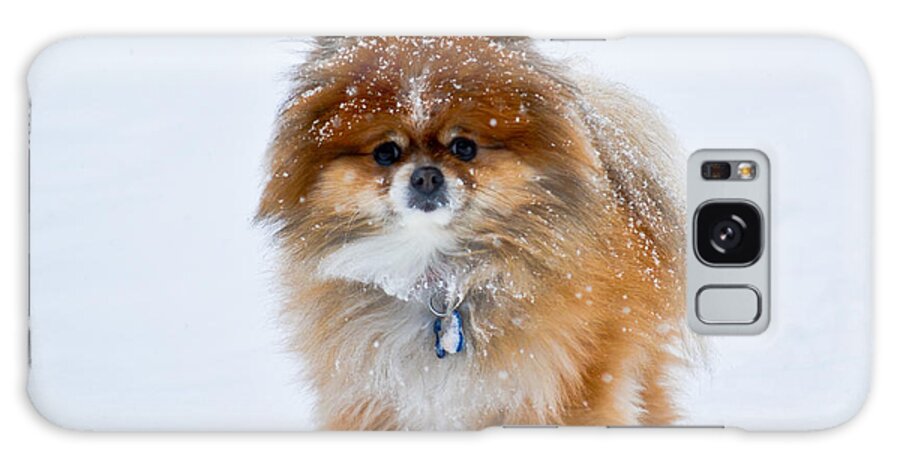 Pomeranian Galaxy Case featuring the photograph My Pomeranian Puppy by Gary Keesler