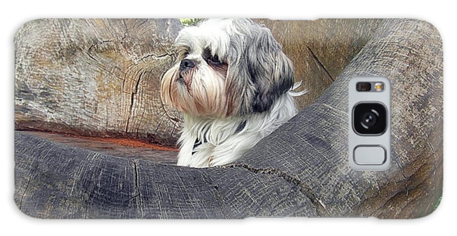 Shih Tzu Galaxy Case featuring the photograph MyLOs throne by Val Byrne