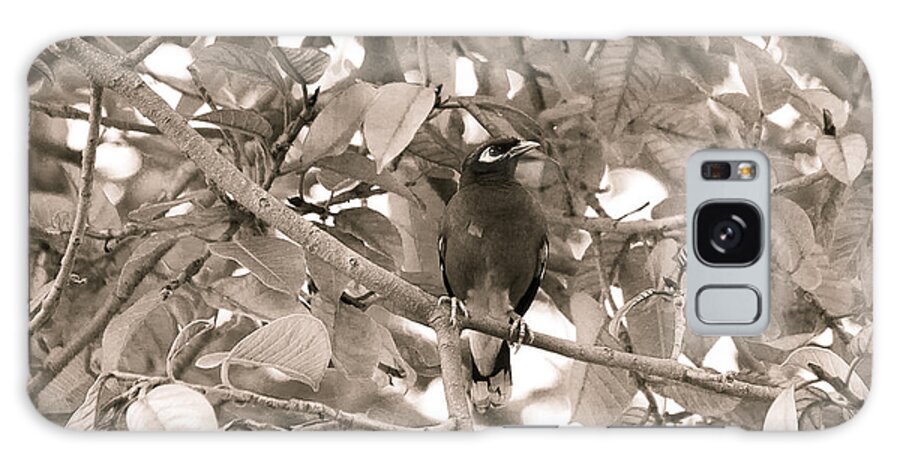 Acridotheres Tristis Galaxy Case featuring the photograph Myna on branch by SAURAVphoto Online Store