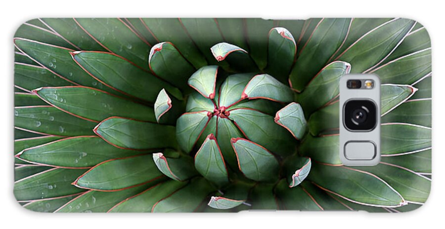 Lucinda Walter Galaxy Case featuring the photograph Nature's Perfect Abstract by Lucinda Walter