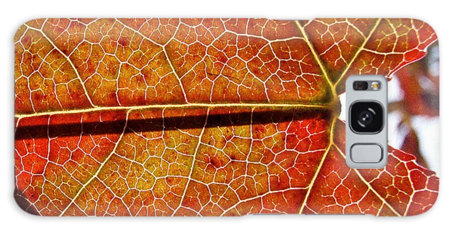 Autumn Galaxy Case featuring the photograph Network by Ronda Broatch