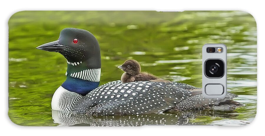 Common Loon Galaxy Case featuring the photograph Newborn Loon Chick with Parent by John Vose