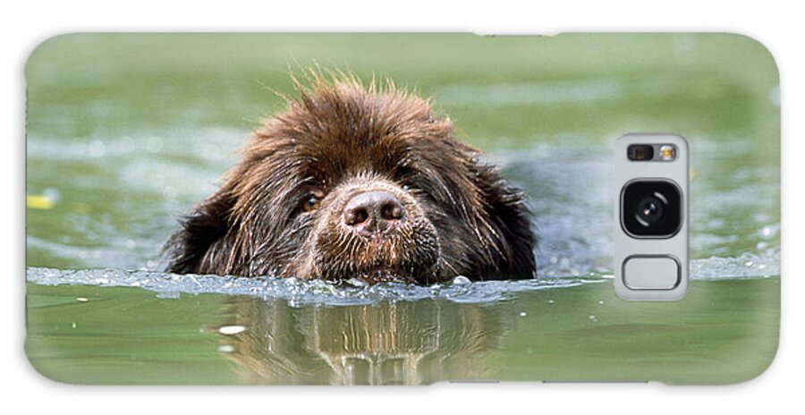 Newfoundland Galaxy Case featuring the photograph Newfoundland Dog, Swimming In River by John Daniels