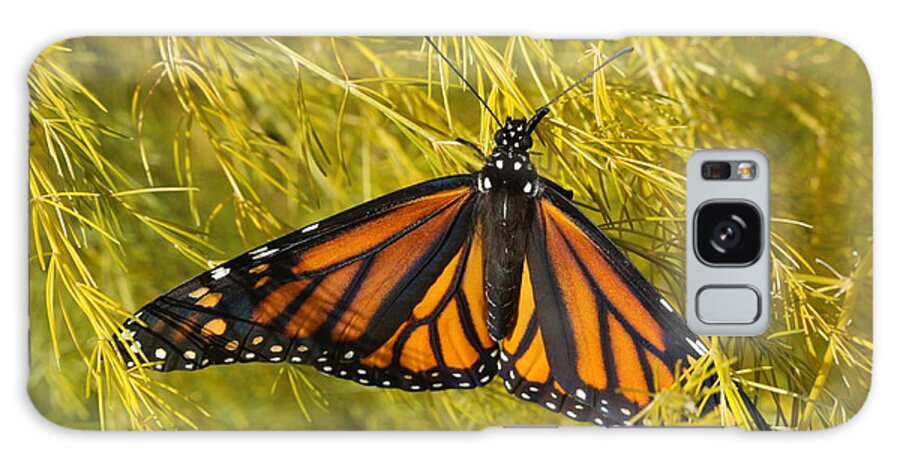 Monarch Galaxy Case featuring the photograph Newly Hatched by Kristy Jeppson