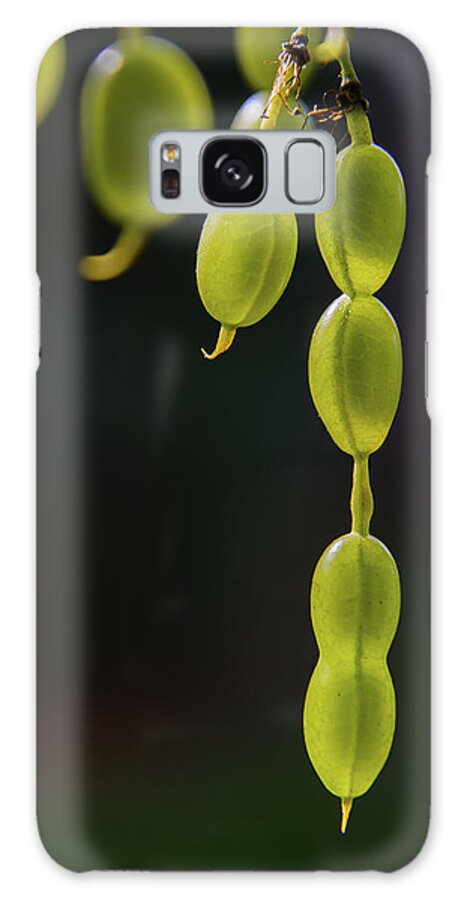 Nature Galaxy Case featuring the photograph Next Generation by Robert Mitchell
