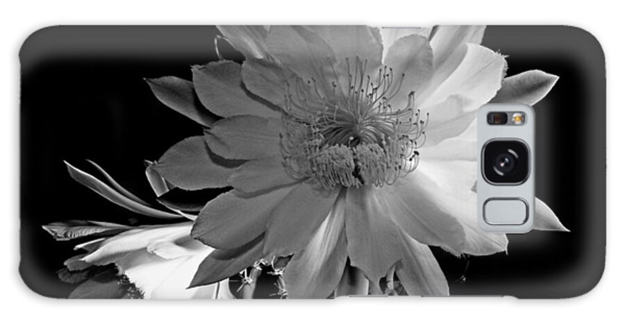  Night Blooming Cereus Cactus Flower Galaxy Case featuring the photograph Nightblooming Cereus Cactus Flower by Susan Duda