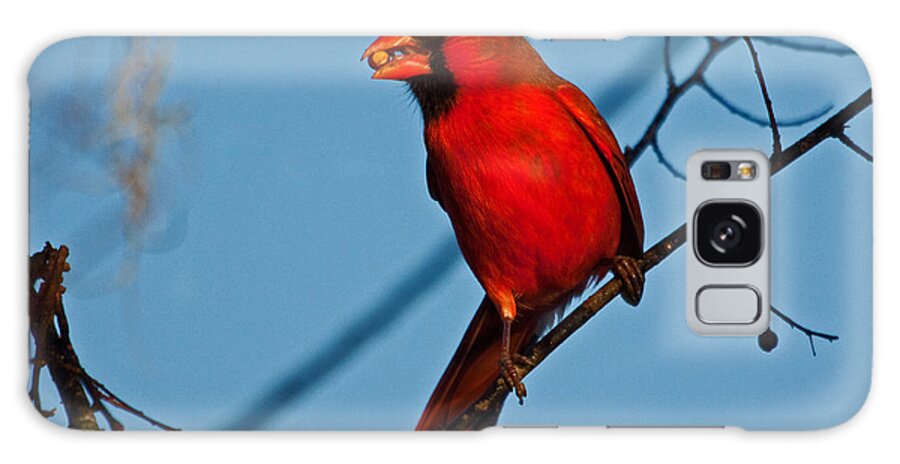 Redbird Galaxy Case featuring the photograph Northern Cardinal by Ronnie Prcin