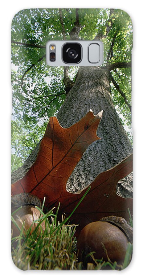 00104667 Galaxy Case featuring the photograph Northern Red Oak Acorns and Tree by Mark Moffett