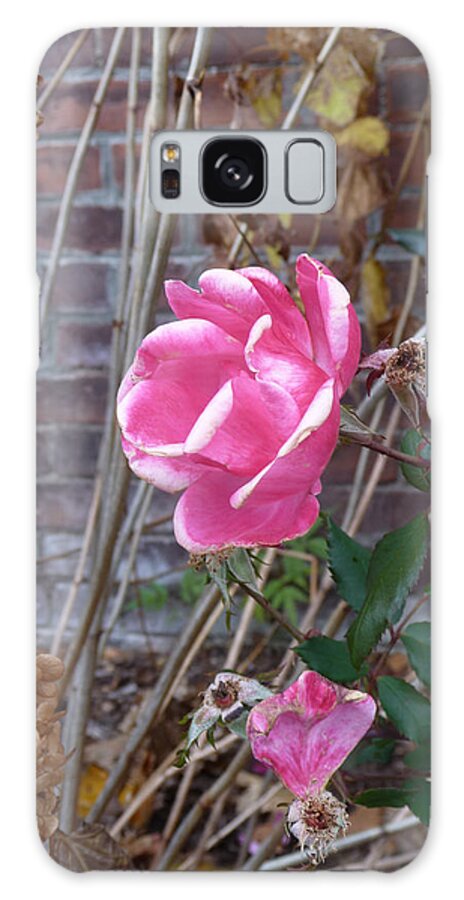 Rose Galaxy Case featuring the photograph November Rose by Margie Avellino