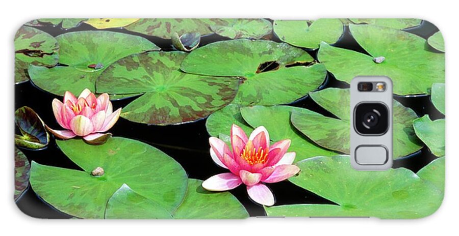 Nymphaea Graziella Galaxy Case featuring the photograph Nymphaea Graziella by Terence E Exley/science Photo Library