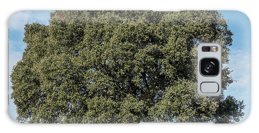 Scenics Galaxy Case featuring the photograph Oak Landscape by Lucasfotoart
