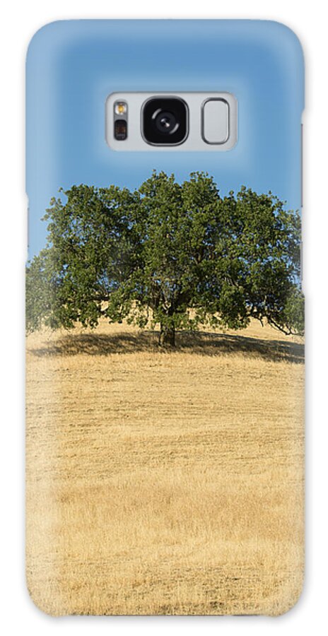 538012 Galaxy Case featuring the photograph Oak Tree Mount Diablo State Park by Kevin Schafer