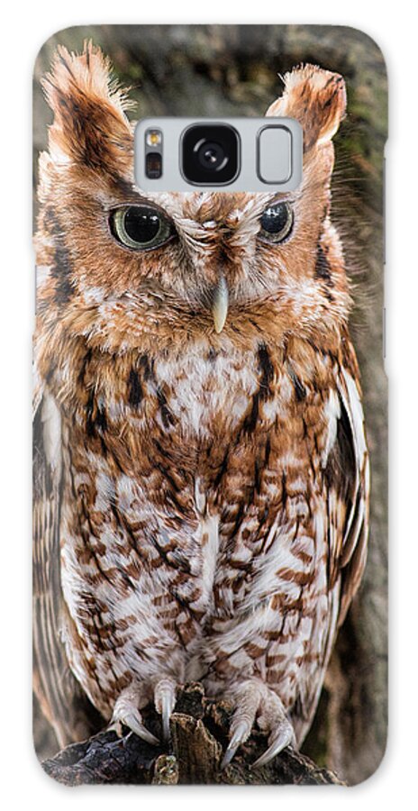Owl Galaxy Case featuring the photograph On Alert by Dale Kincaid