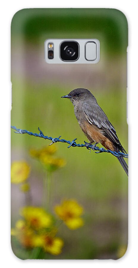 Say's Phoebe Galaxy Case featuring the photograph Say's Phoebe by Britt Runyon