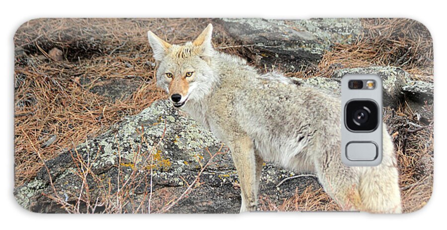 Coyote Galaxy Case featuring the photograph On The Prowl by Shane Bechler