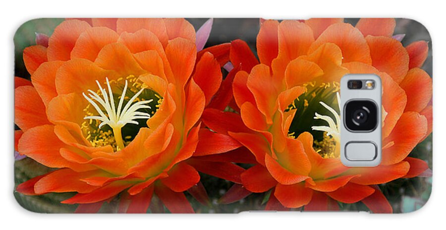 Orange Galaxy Case featuring the photograph Orange Cactus Flowers by Nancy Mueller