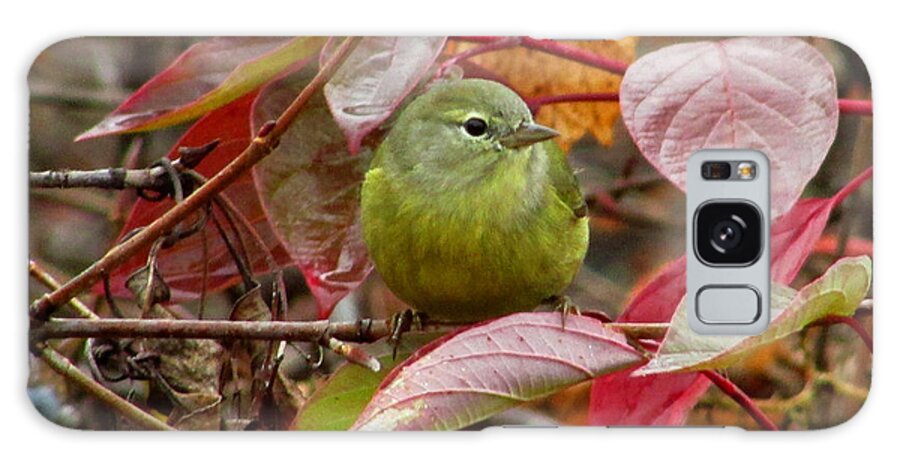 Warbler Galaxy Case featuring the photograph Orange Crowned Warbler by Kimberly Mackowski